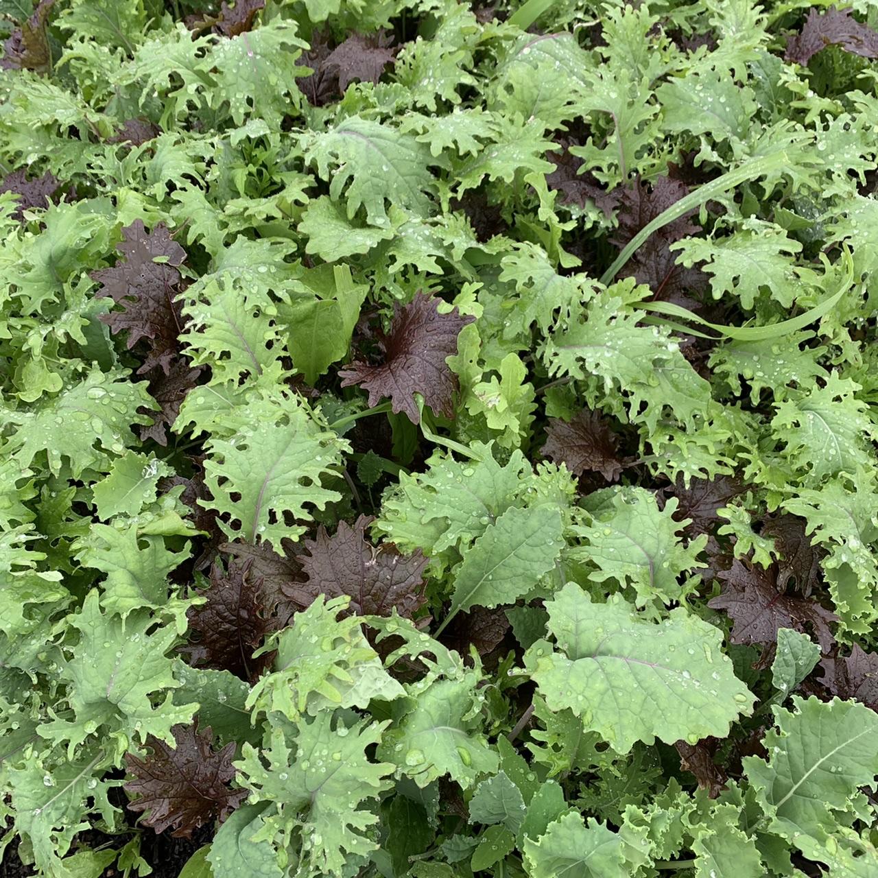 Kale, Baby