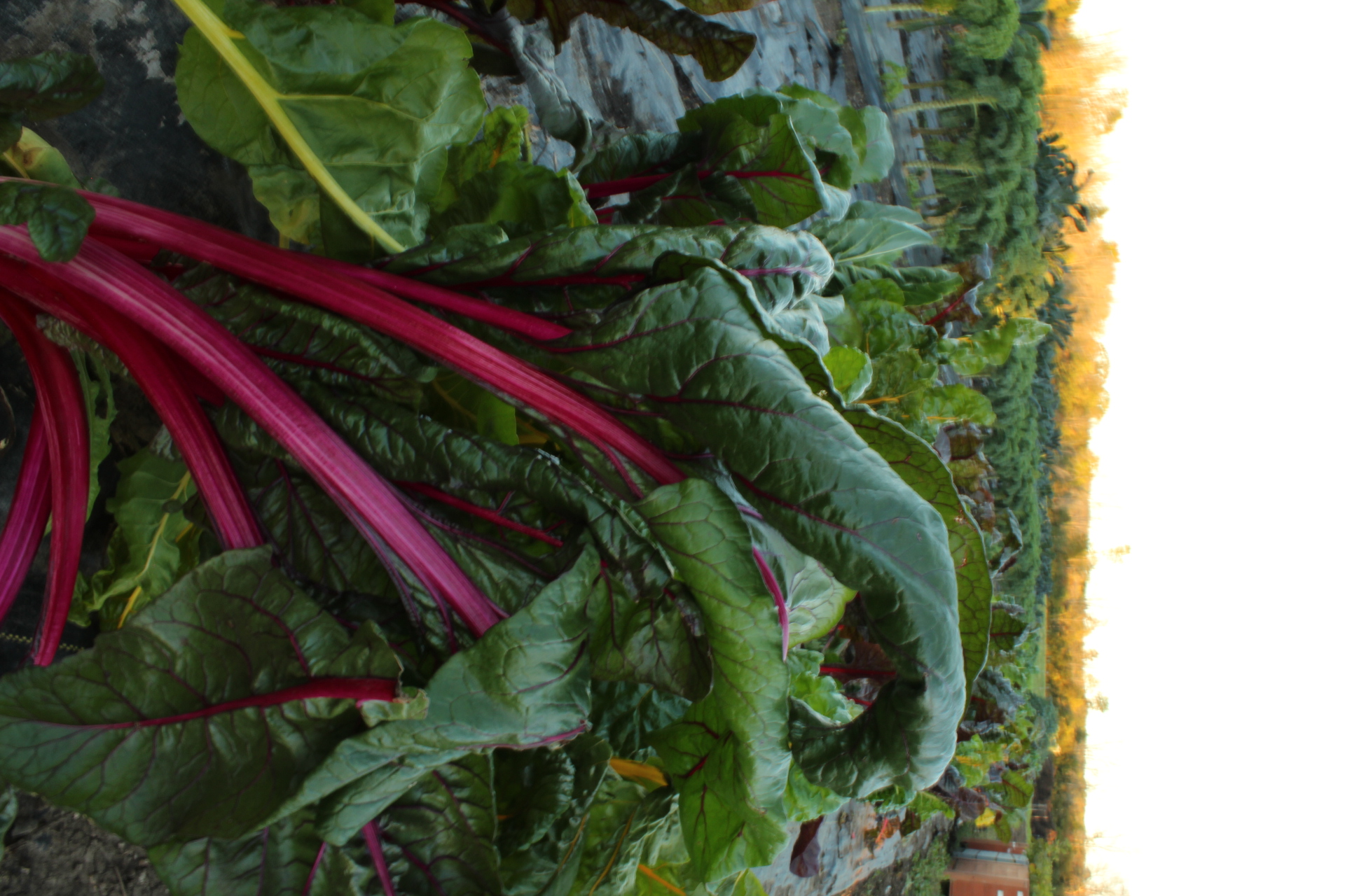 Chard, Rainbow