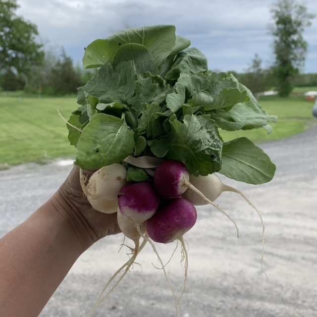 Radish - Rainbow