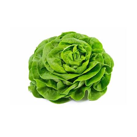 Lettuce, Green Butterhead
