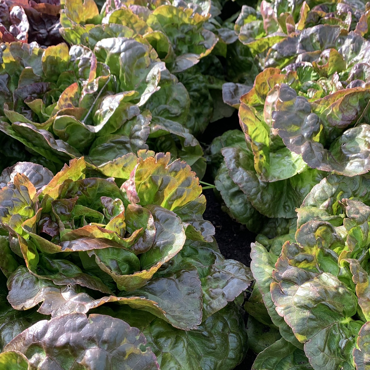 Lettuce Gem -Mixed colours