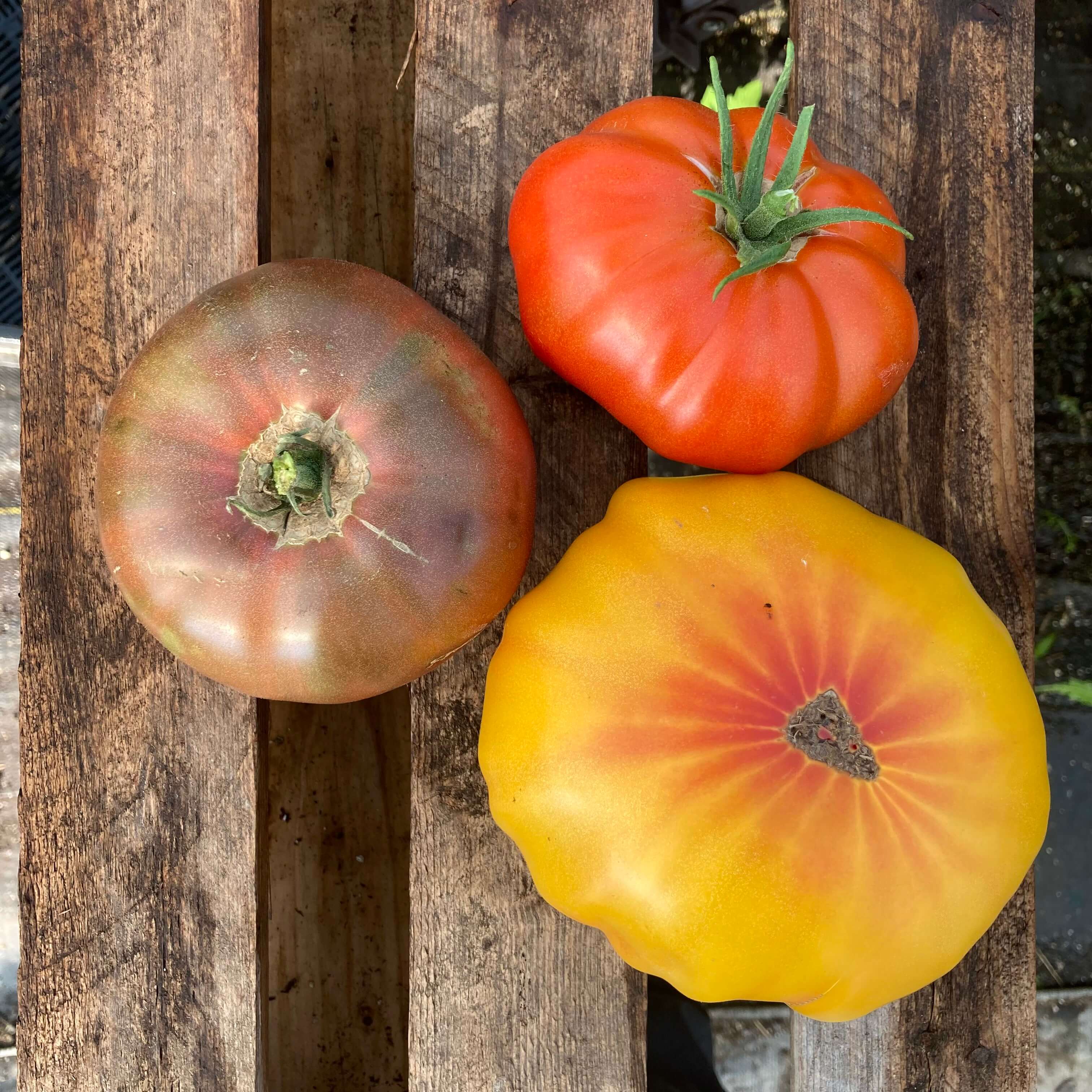 Tomatoes - Heirloom Slicers
