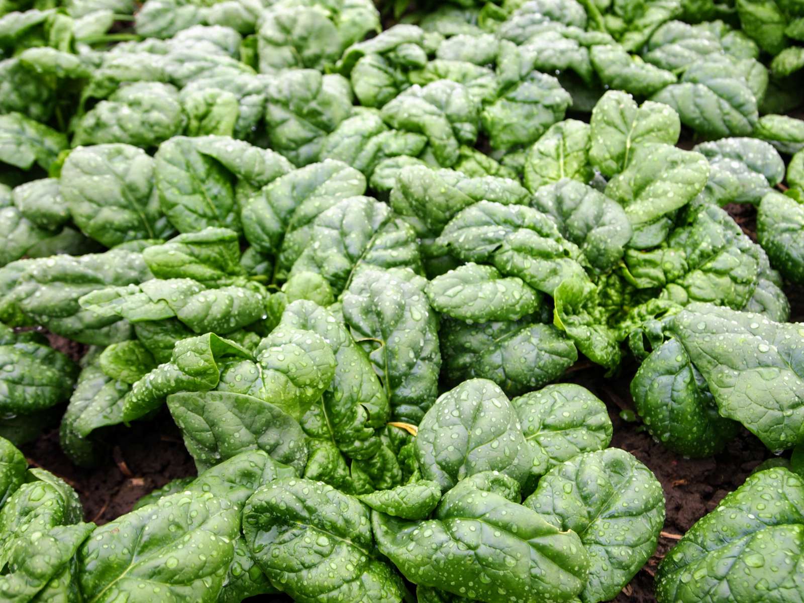 Spinach