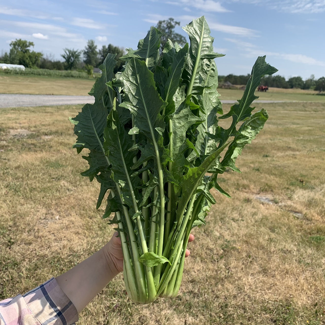 Dandelion Greens