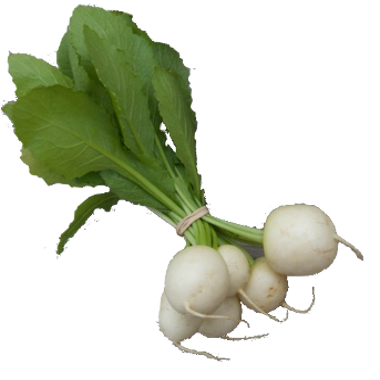 Turnip - Hakurei Bunch w/Greens