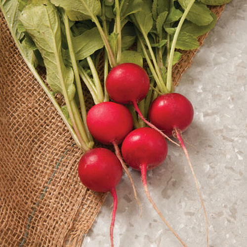 Radishes | Deep Roots Permaculture Farm & Nursery | Franklin County, P...