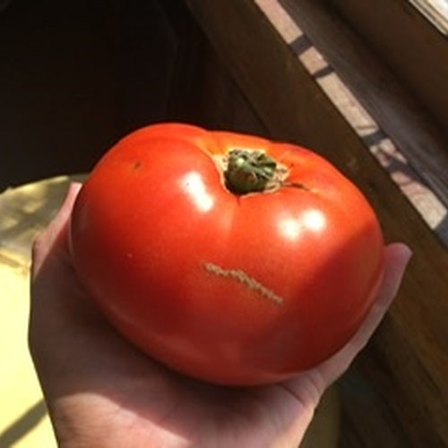 *Super Savings on 6 lbs of tomatoes | Deep Roots Permaculture Farm & N...