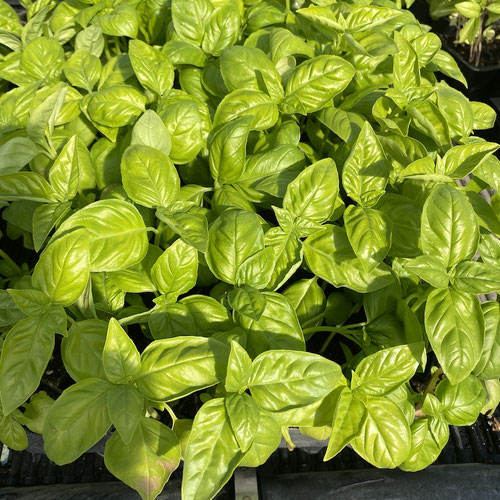 [G] Plant - Herb - Basil | Pleasant Valley Farm | Argyle, NY, US