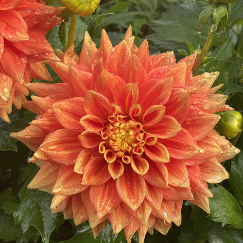 Dahlia Tuber - Steven David | Wildwood Hollow Farm | Port