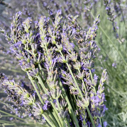Lavender Bundles from J & C Local Farms — Huntsville Food Hub