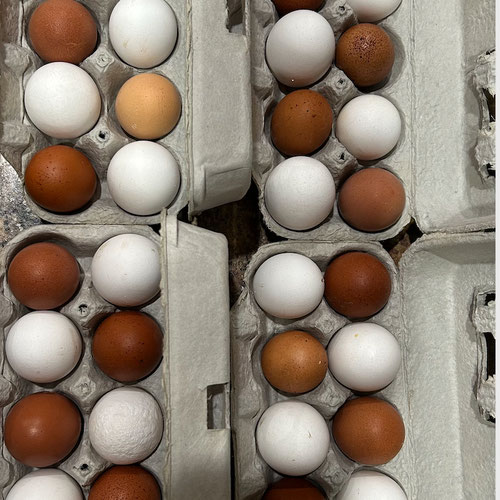 Chicken Eggs from Joy’s Chicken Coop