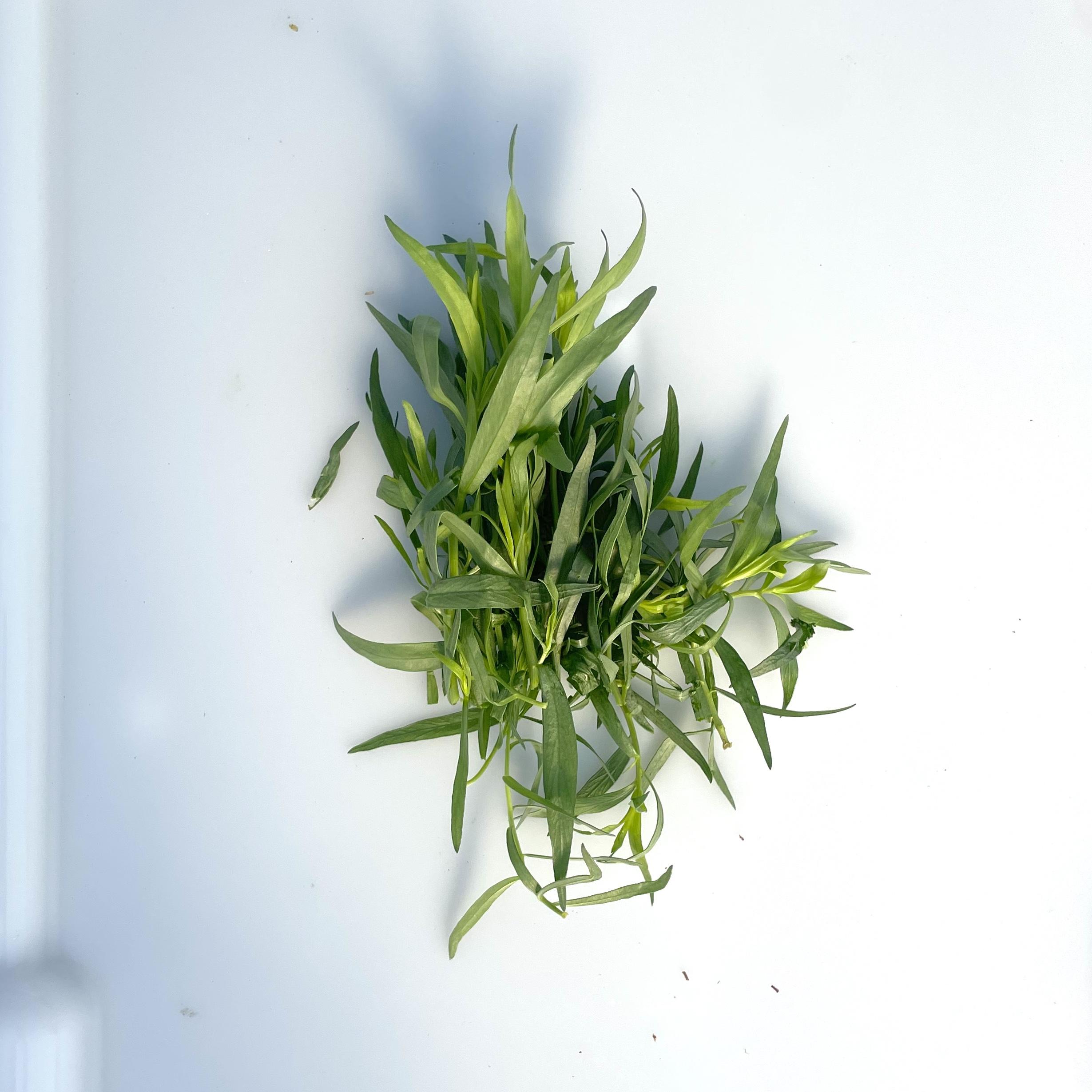 Tarragon
