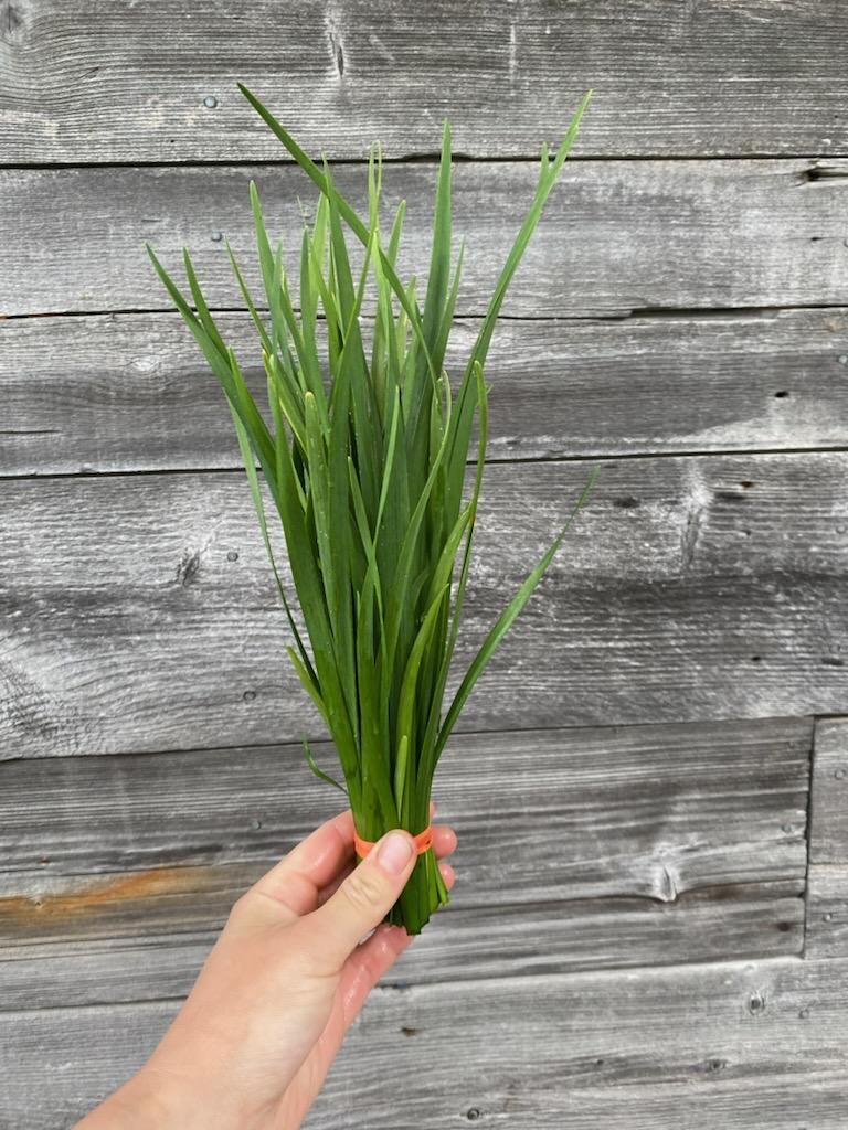 Garlic Chives