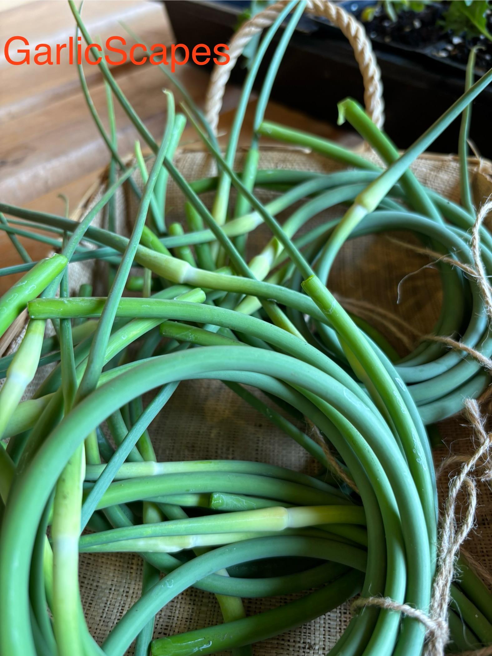 Certified Organic Garlic Scapes- 15 per bundle