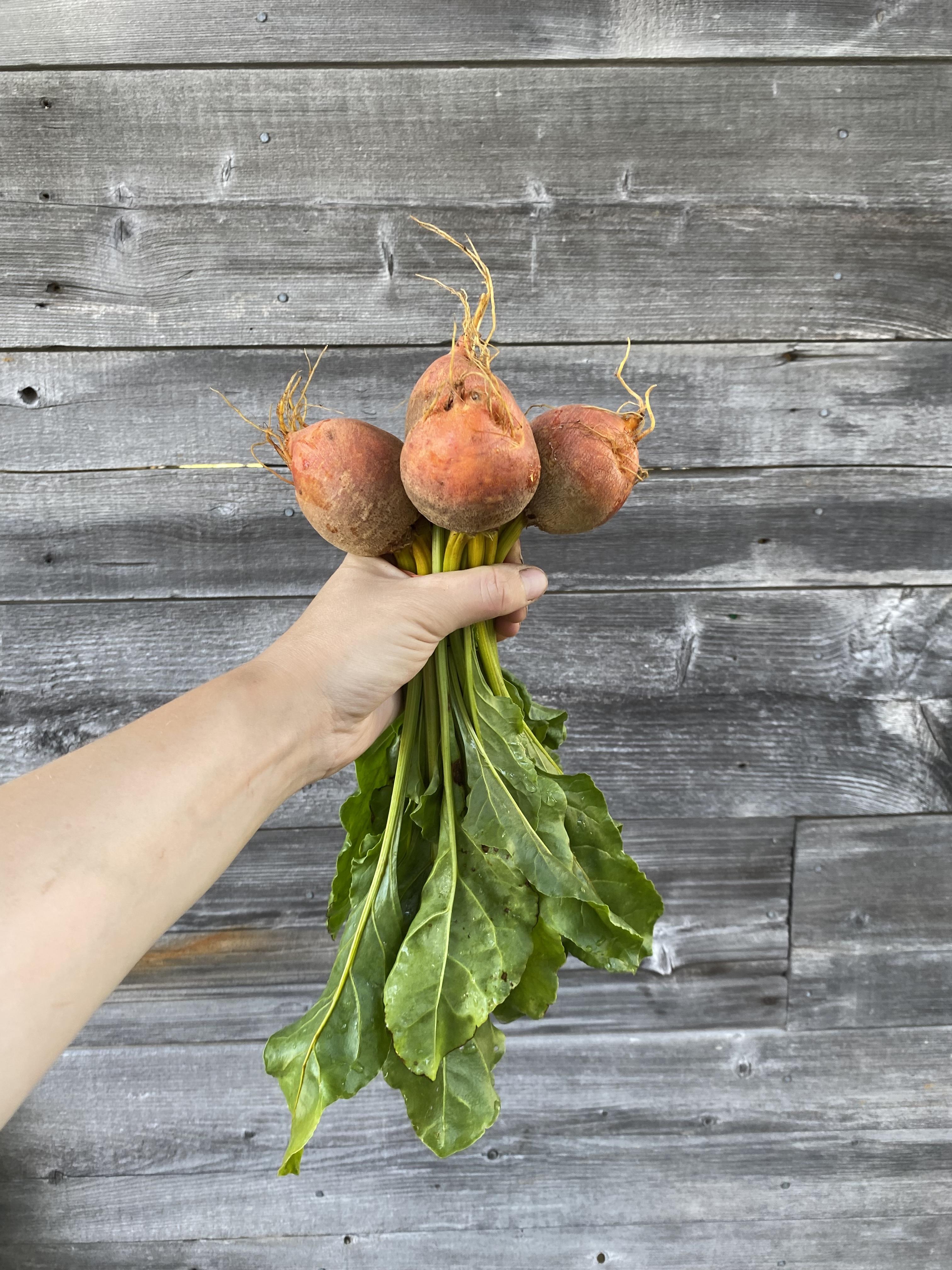 Beets - Orange