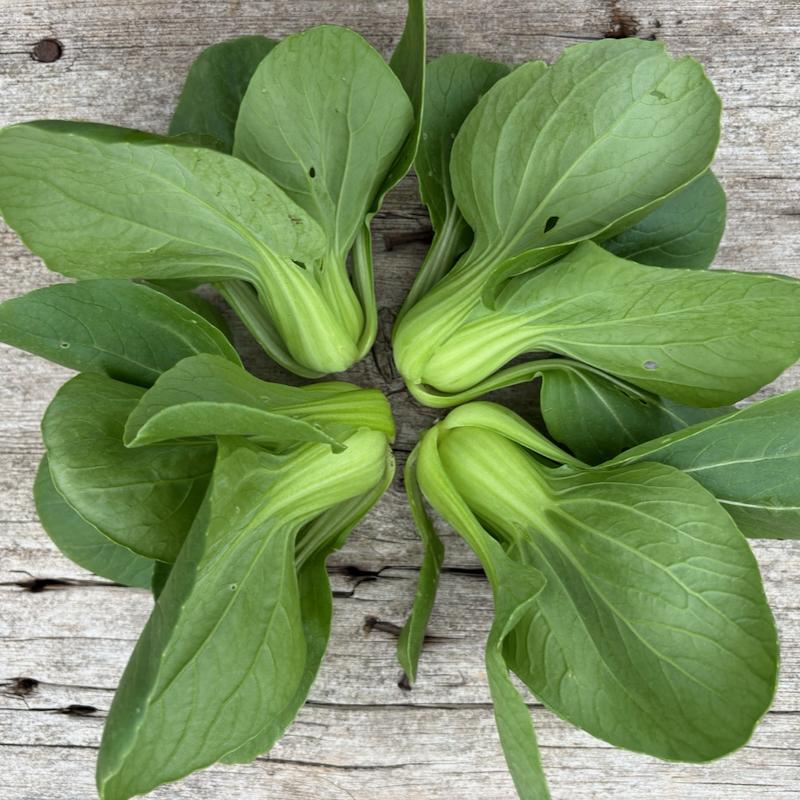 Baby Bok Choy