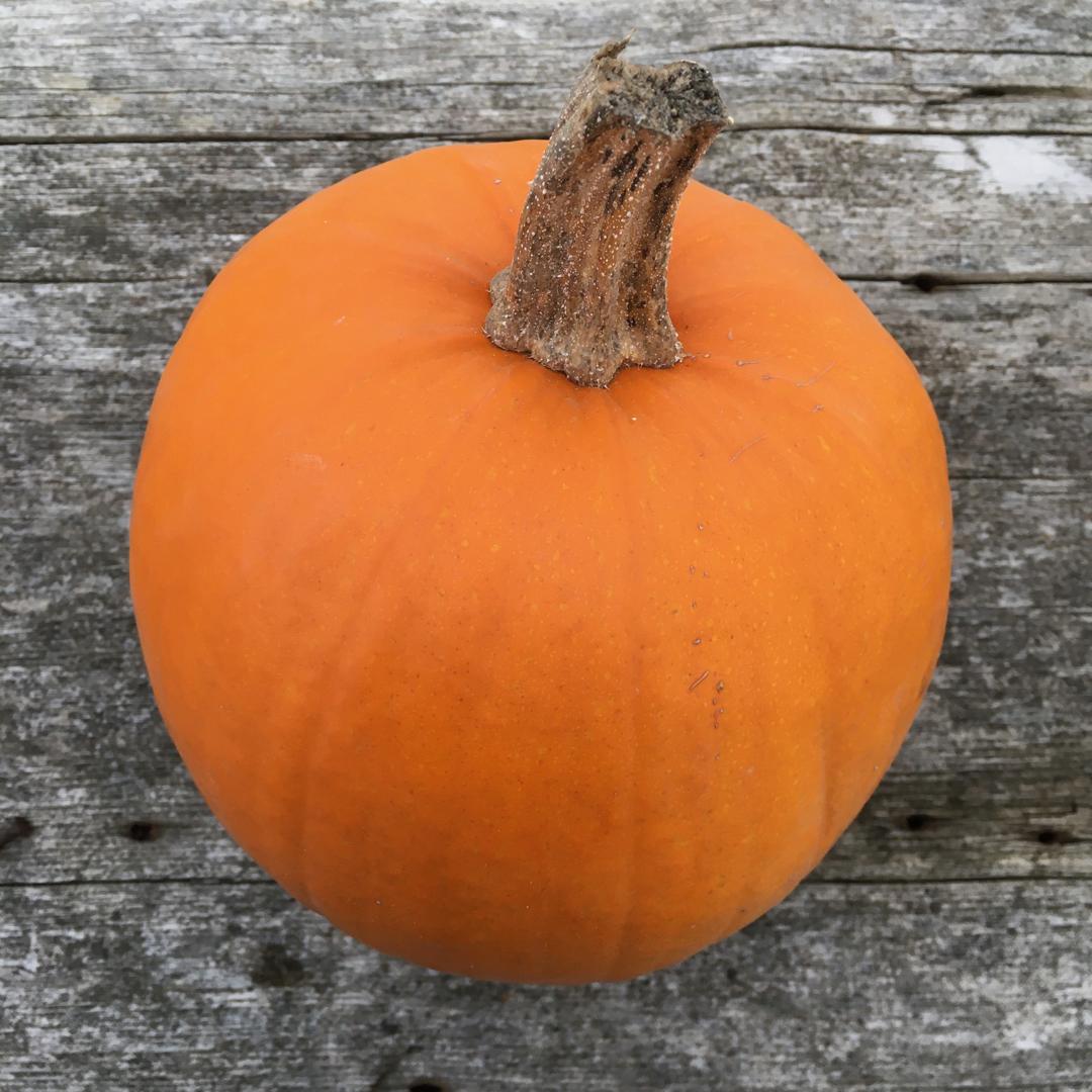Pie Pumpkins