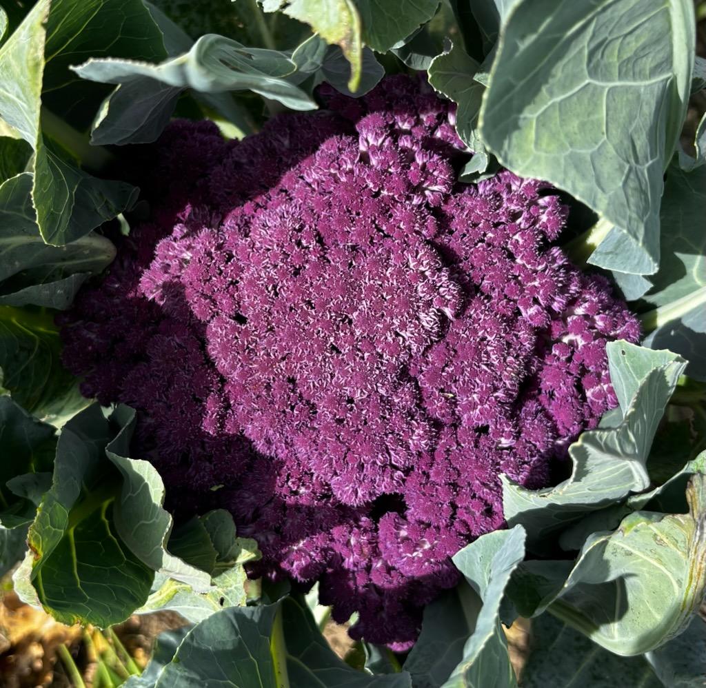 Certified Organic Purple Cauliflower