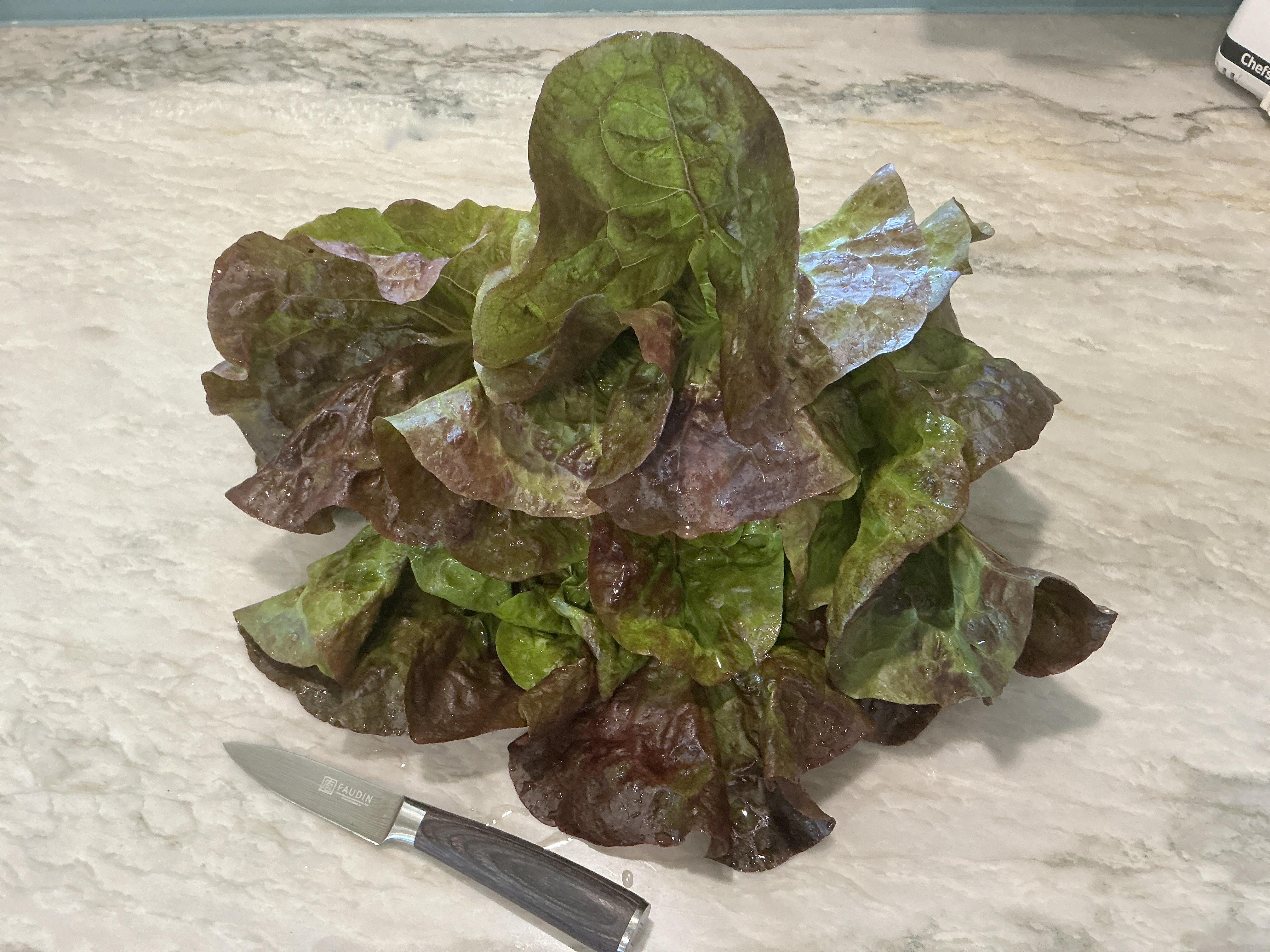 Certified Organic Living Lettuce