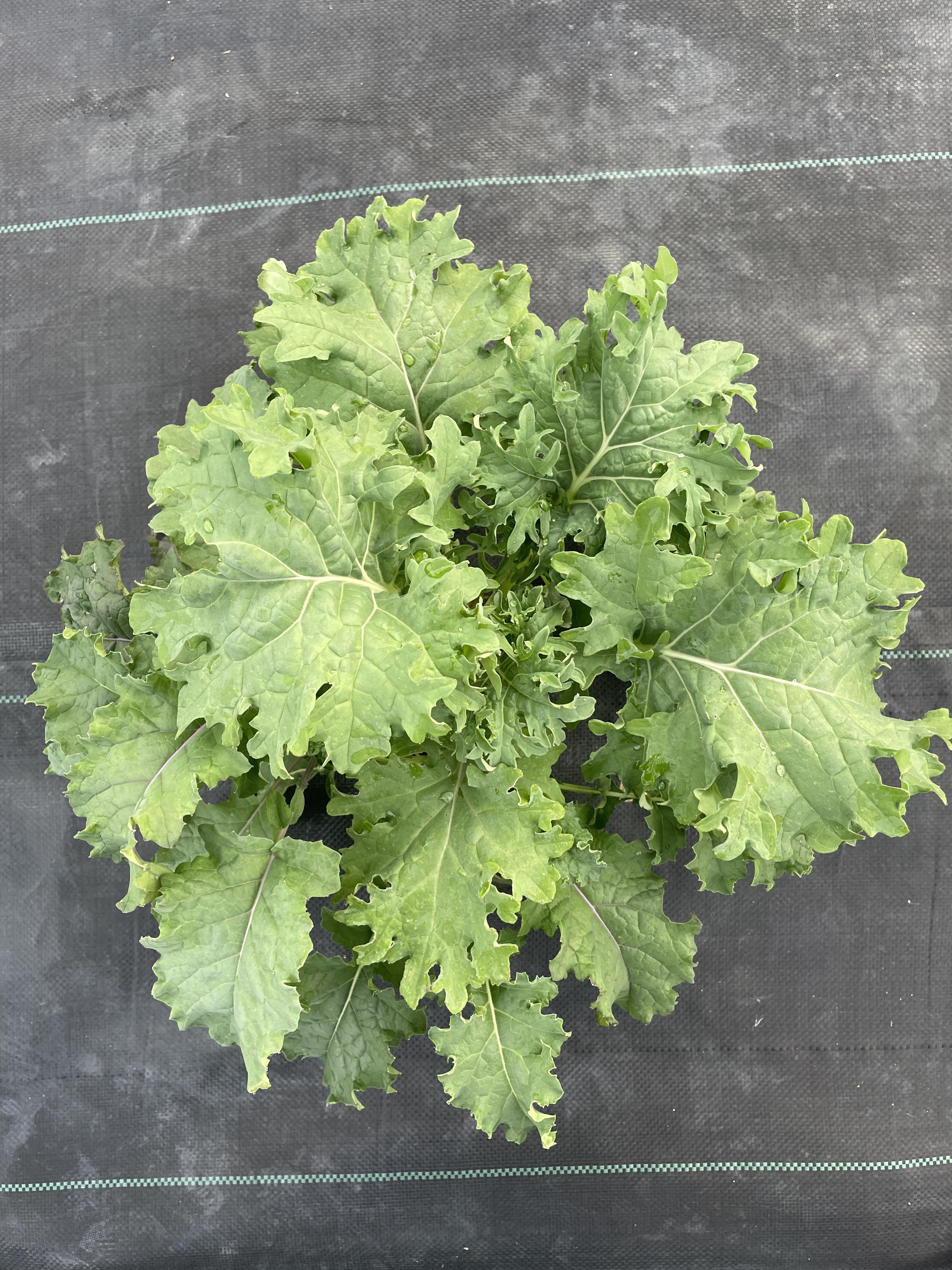 Mixed Curly Kale