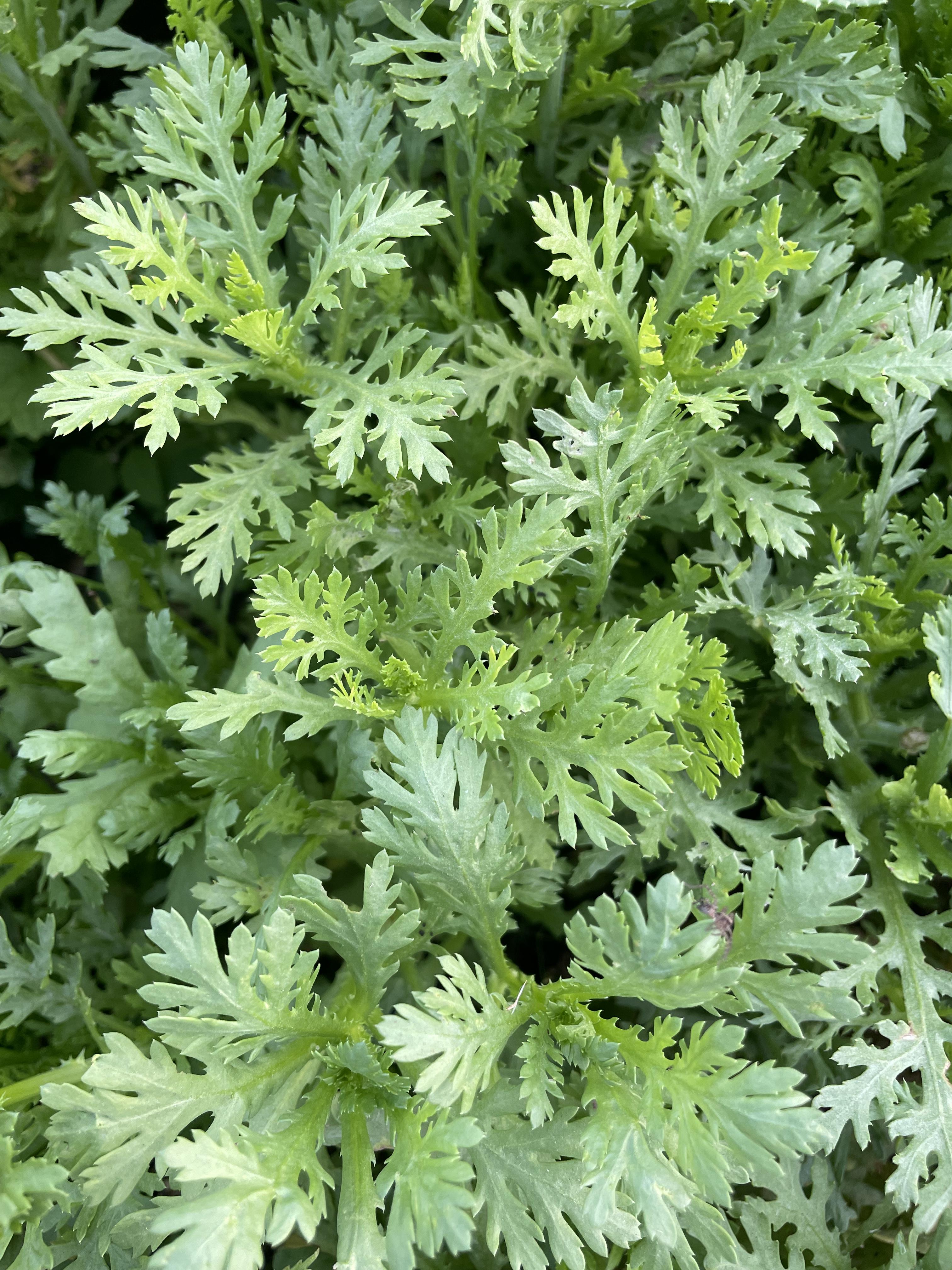 Chrysanthemum Greens