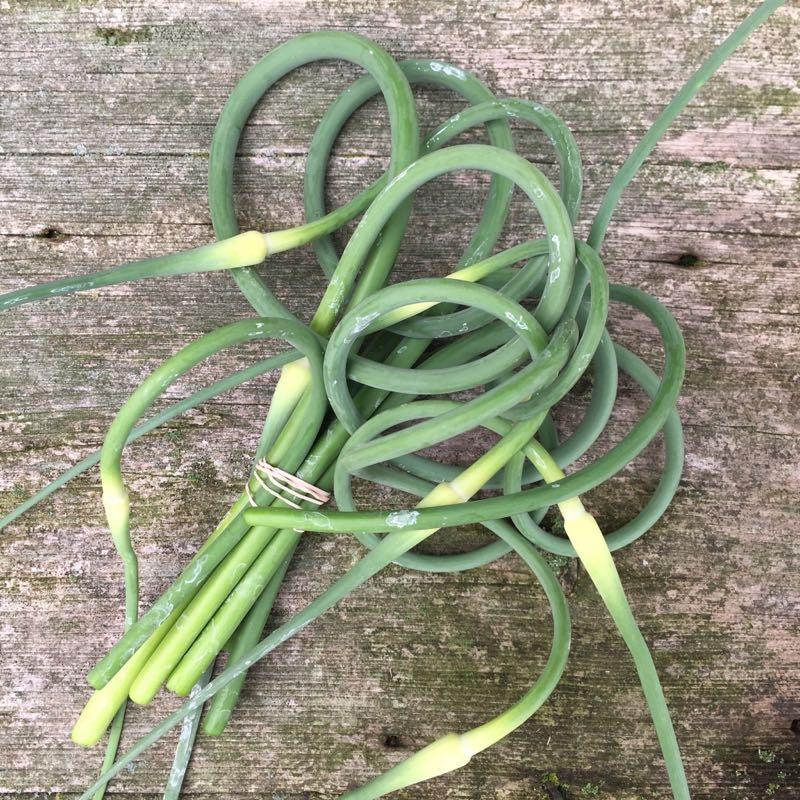 Garlic Scapes
