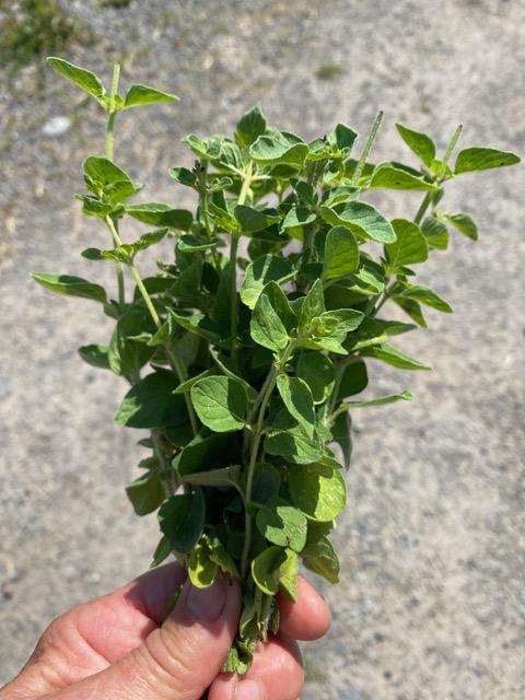 Oregano