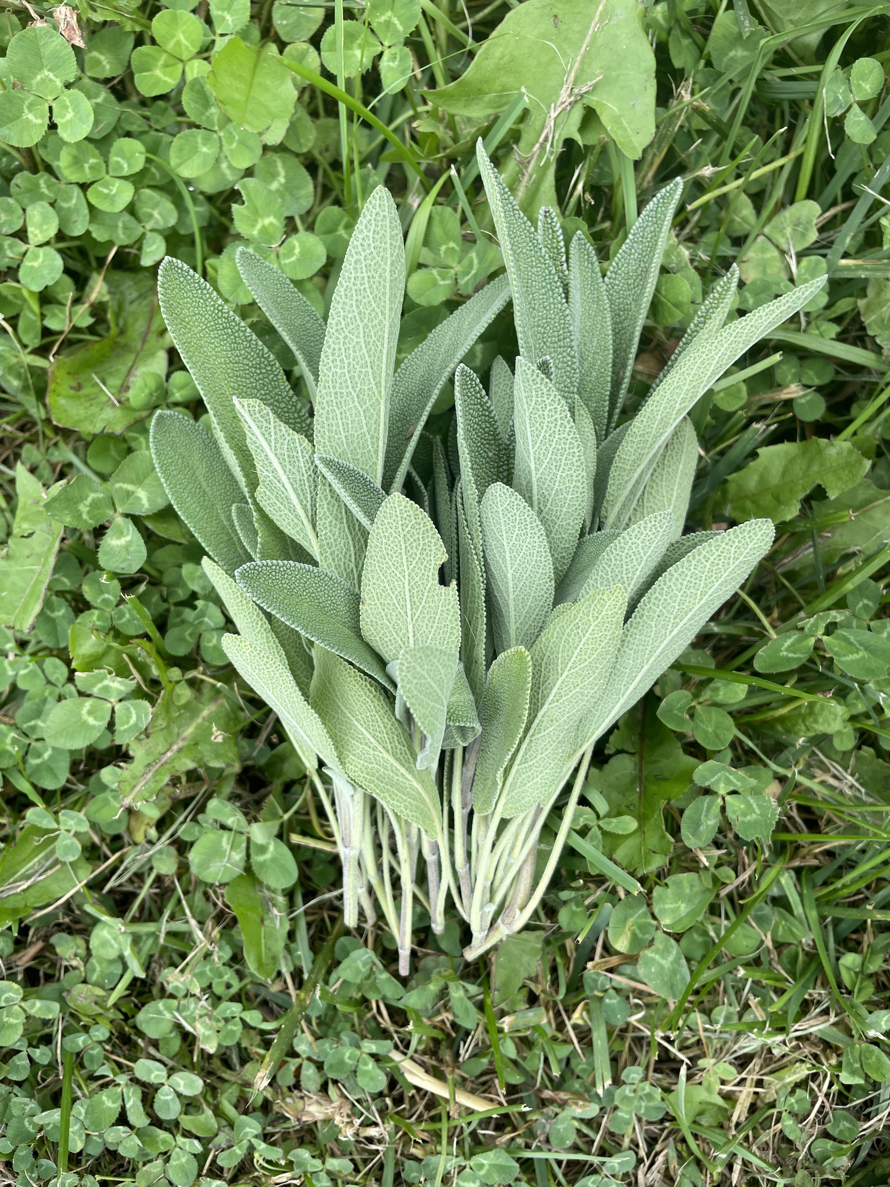 Sage