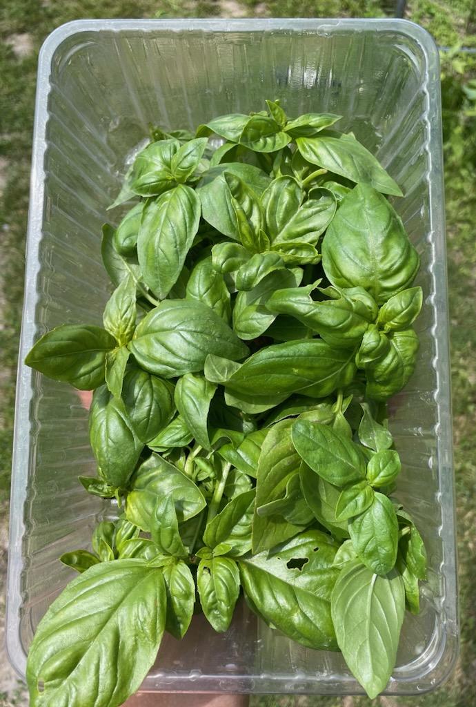 Basil