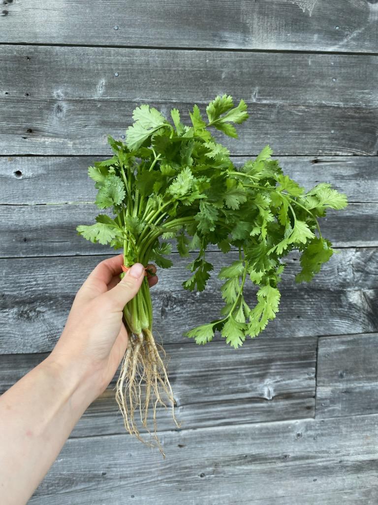 Cilantro