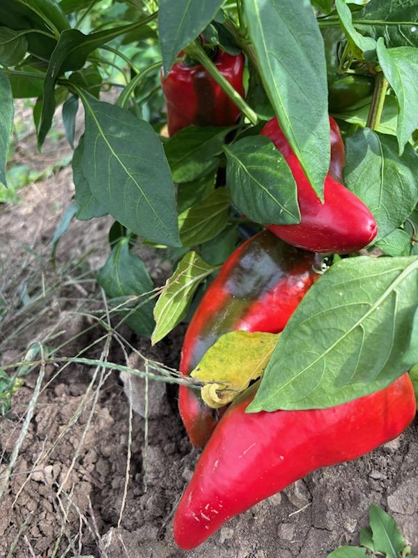Certified Organic Red Roasting Peppers