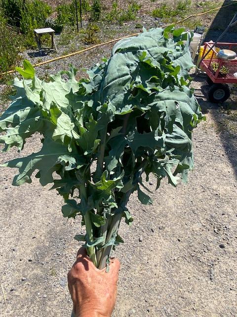 Winter Kale
