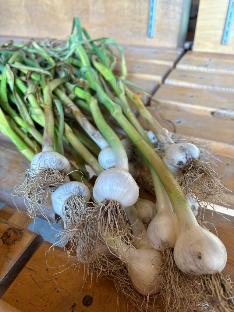 Certified Organic Garlic