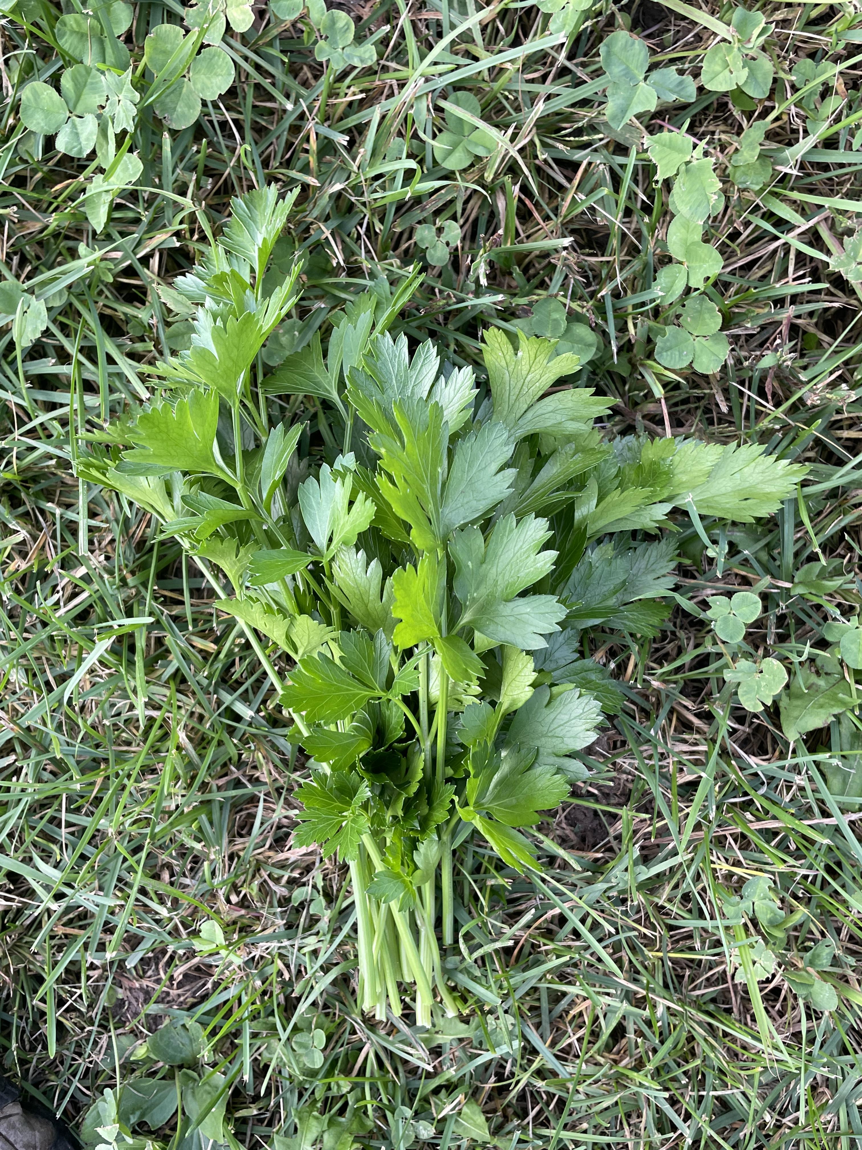 Parsley
