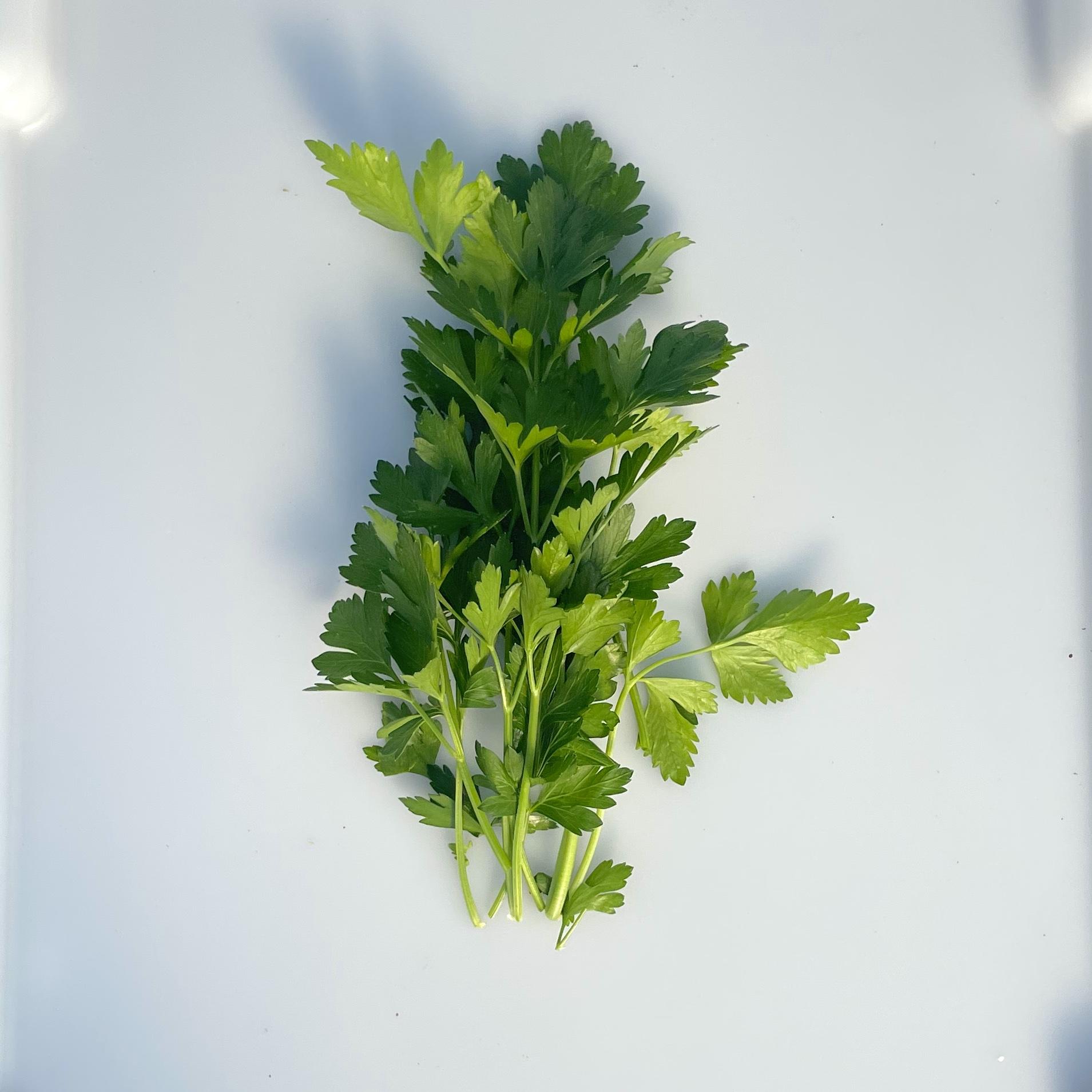 Flat Leaf Parsley