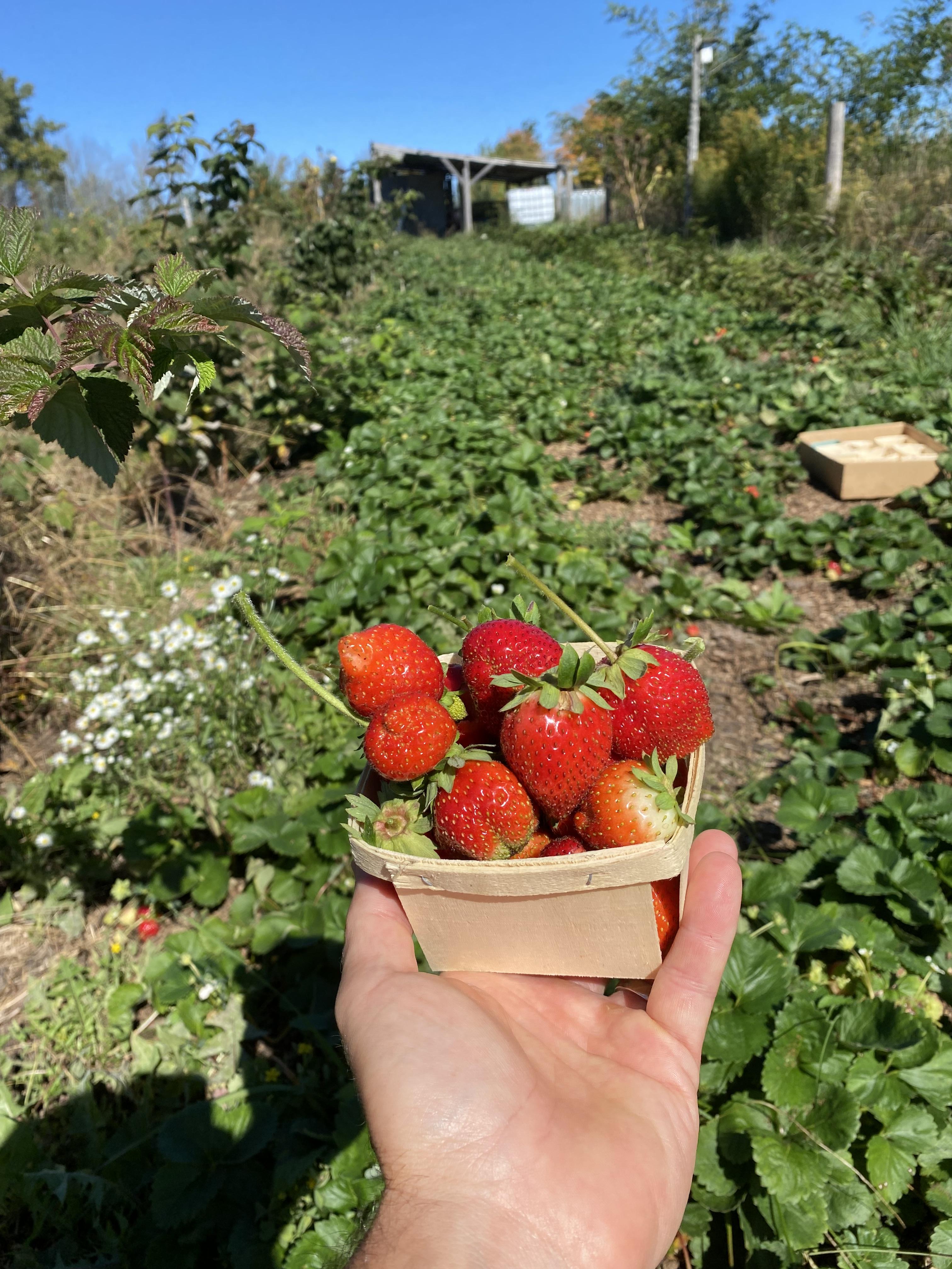 Strawberries