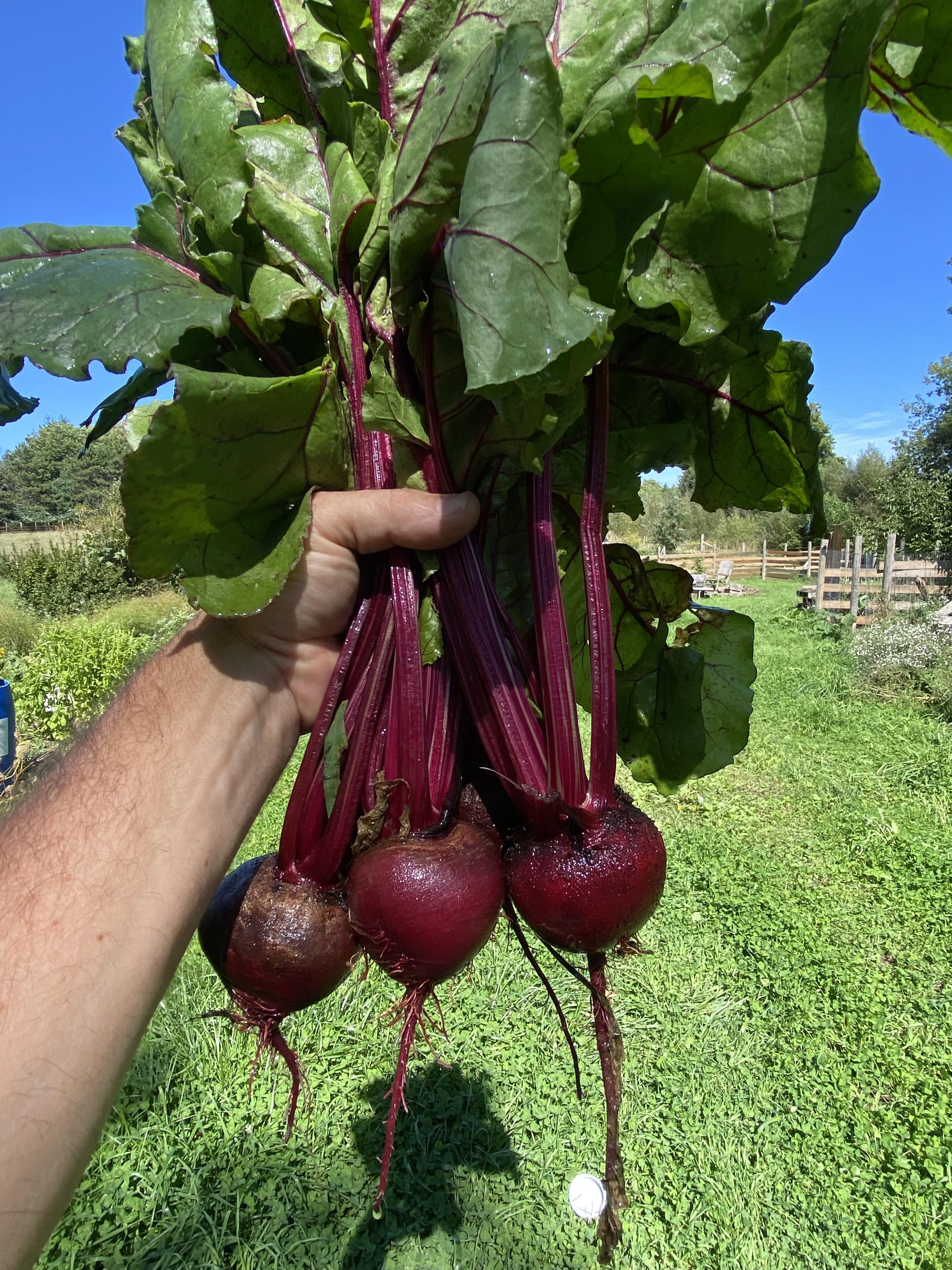 Beets