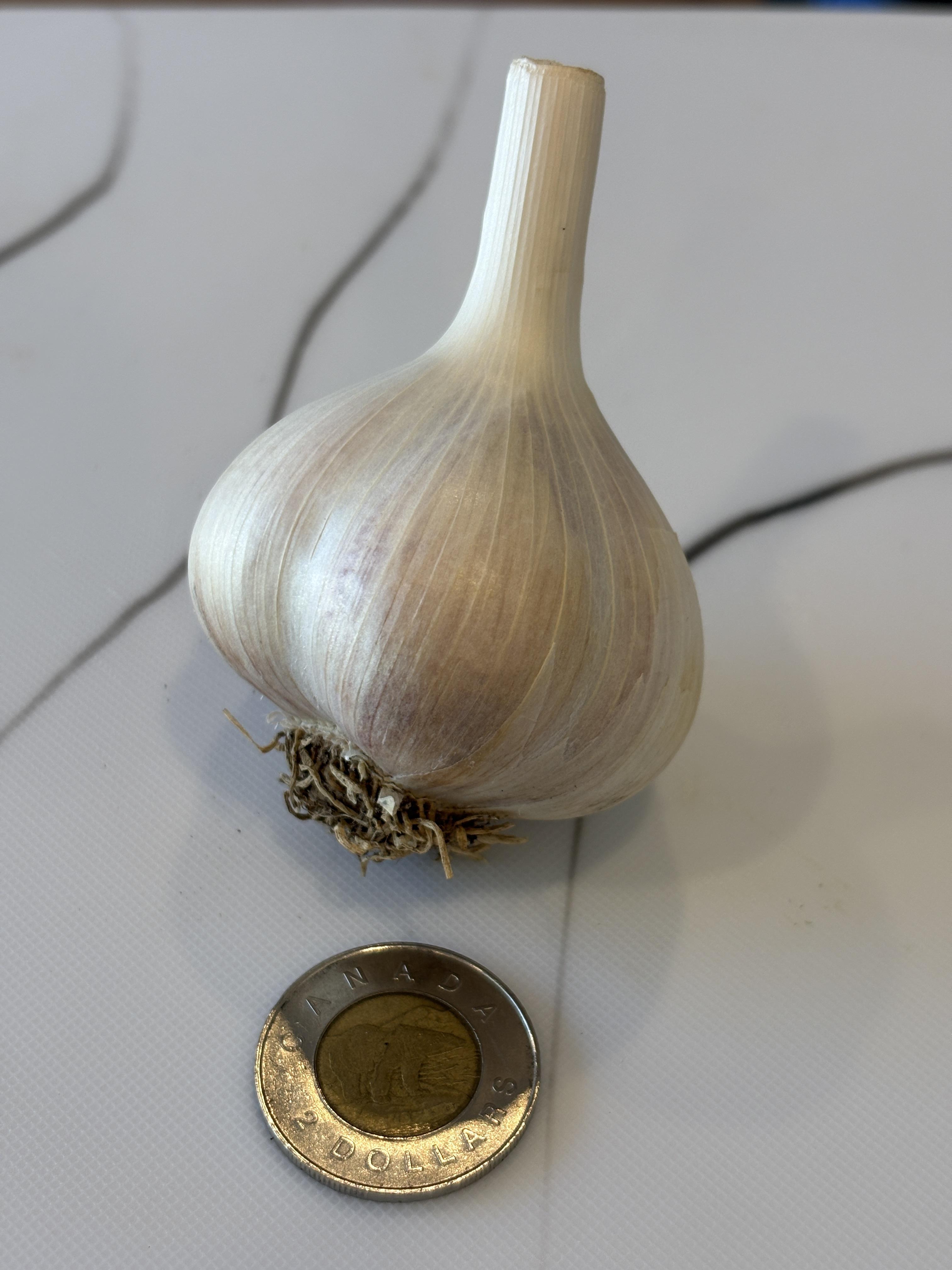 Garlic