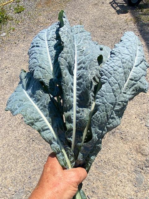 Kale - Dinosaur