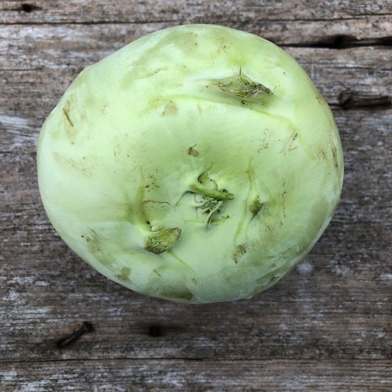 Kohlrabi