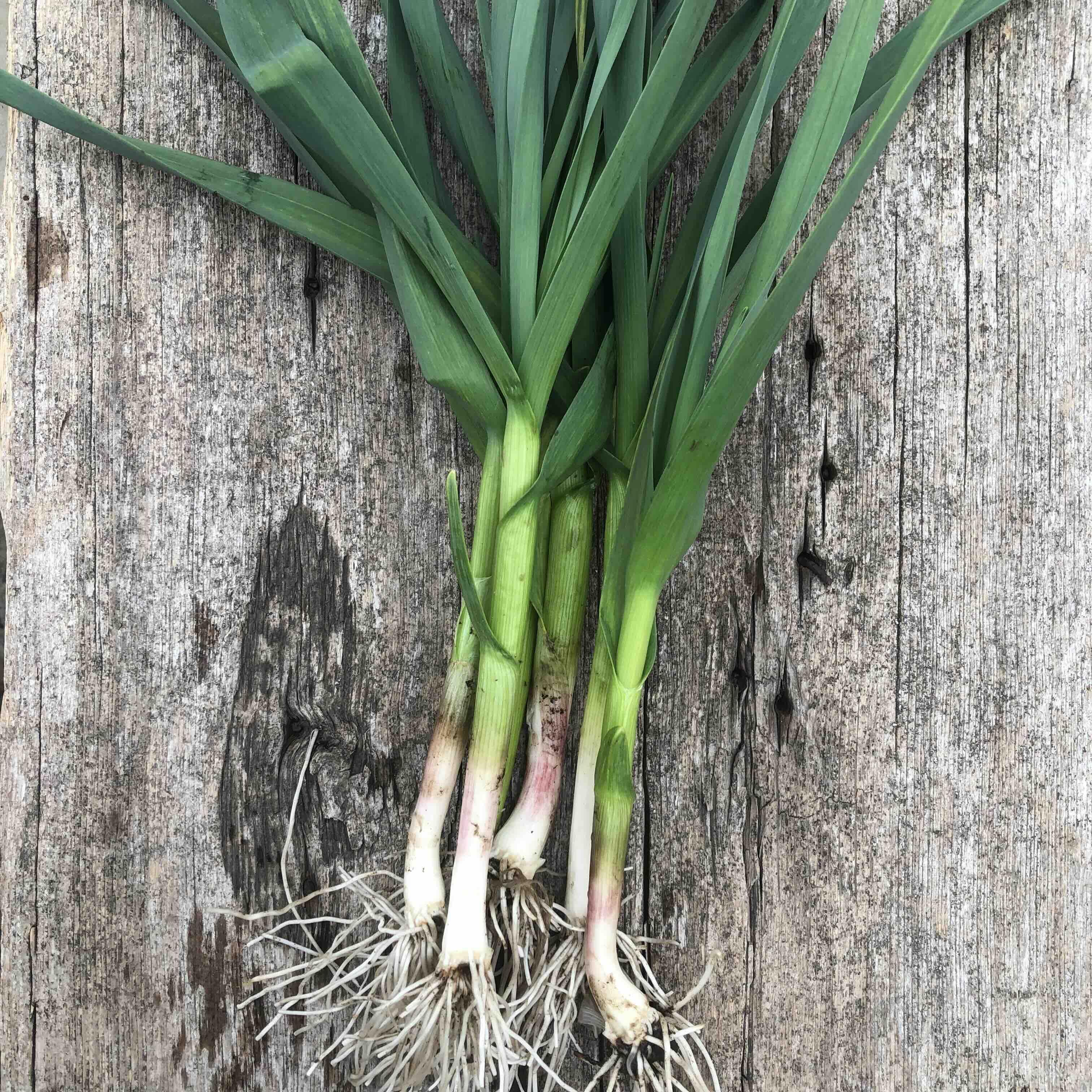 Green Garlic