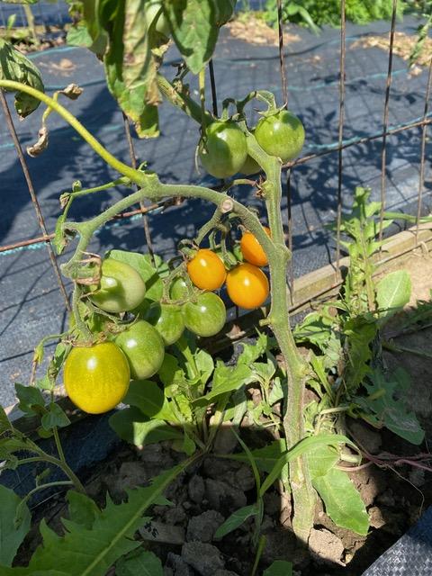 Golden Nuggget Cherry Tomatoes
