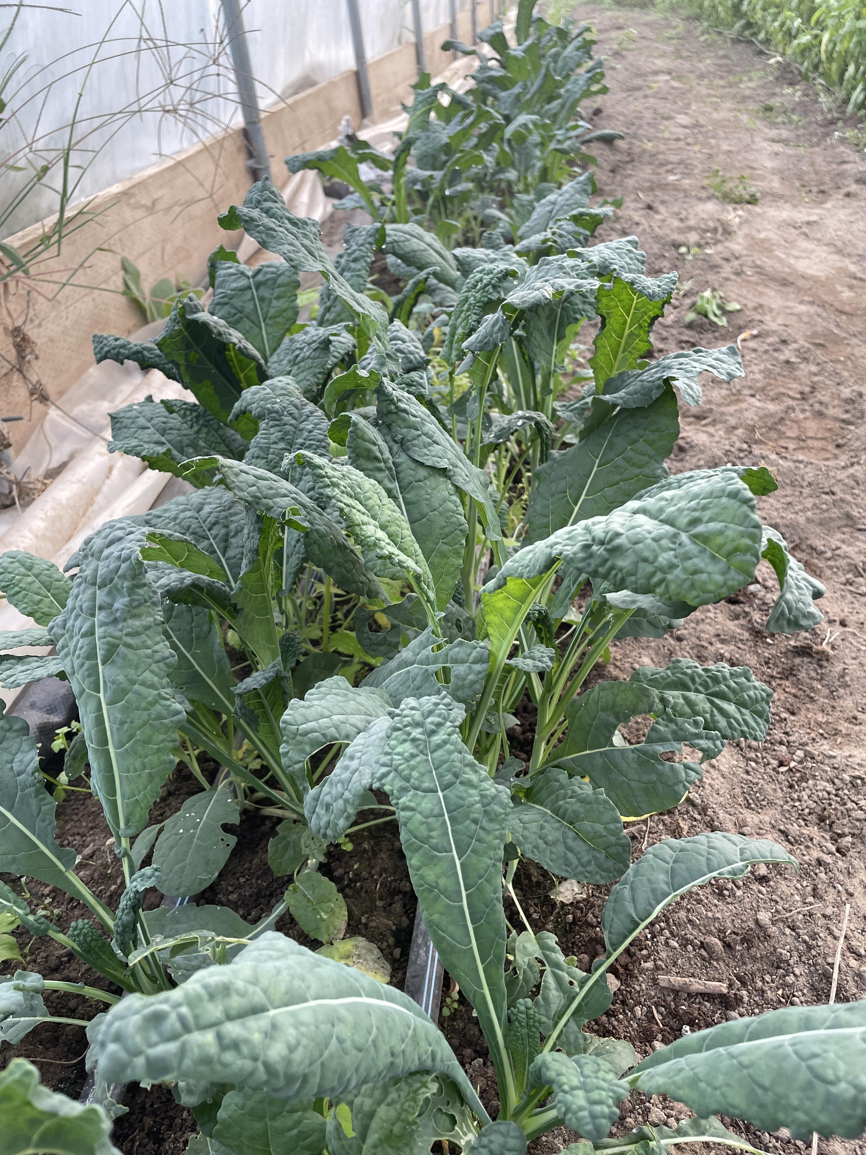 Tuscan Kale