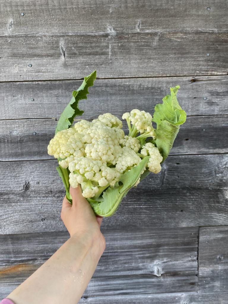 Cauliflower - Song