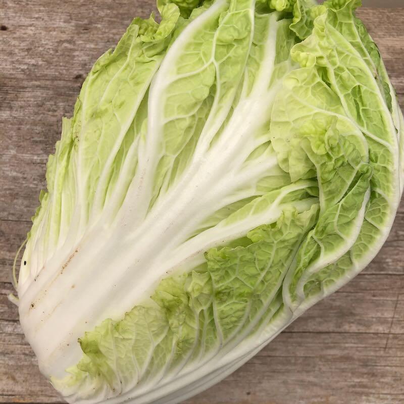 Napa Cabbage