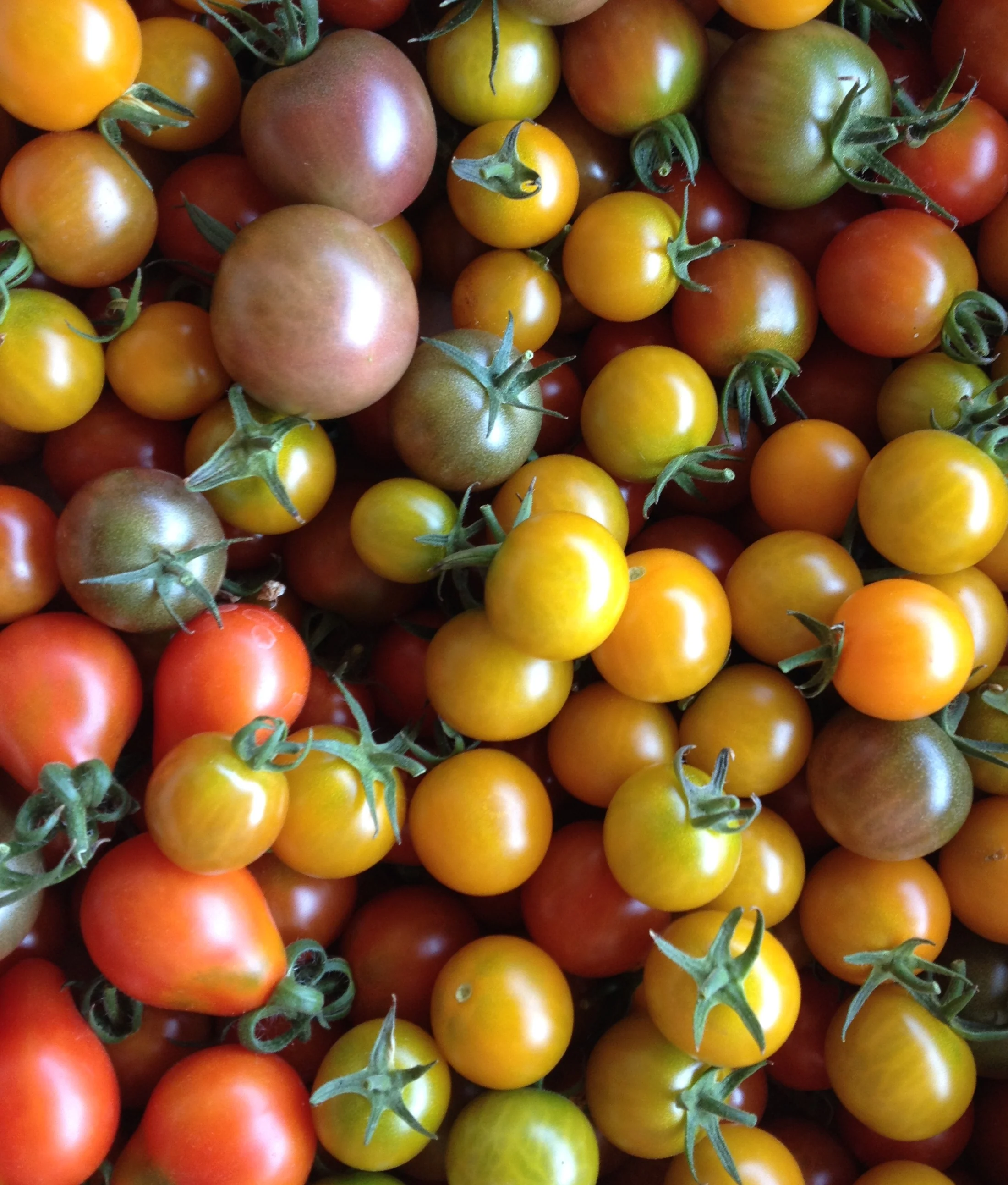 Tomatoes - Cherry