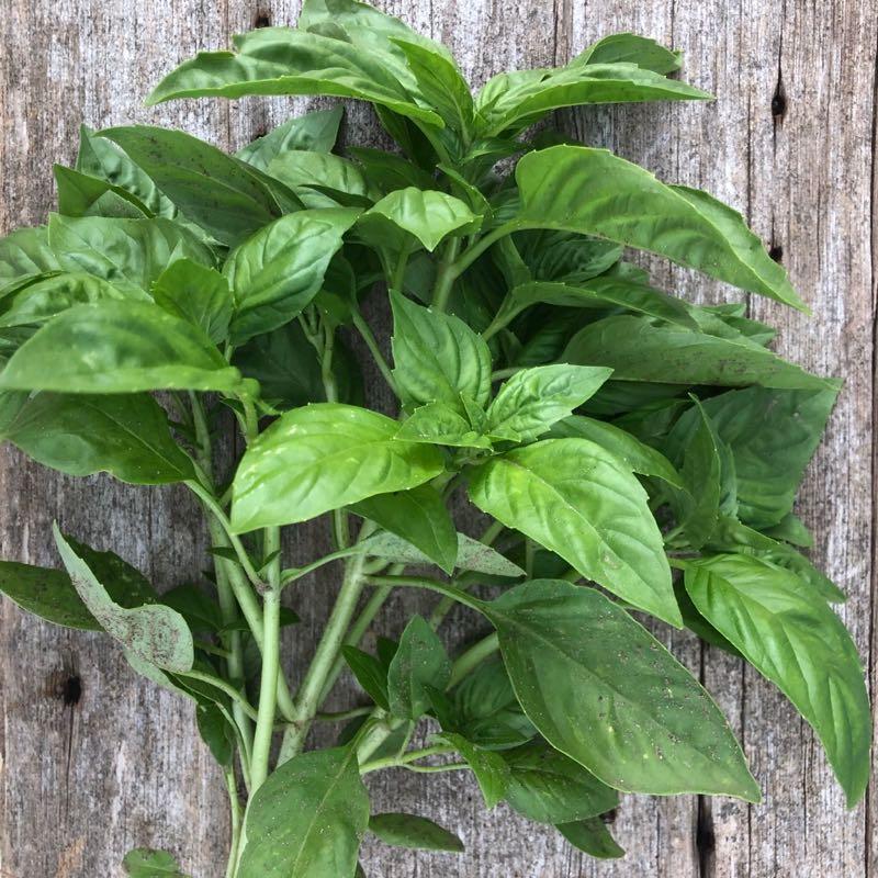 Basil