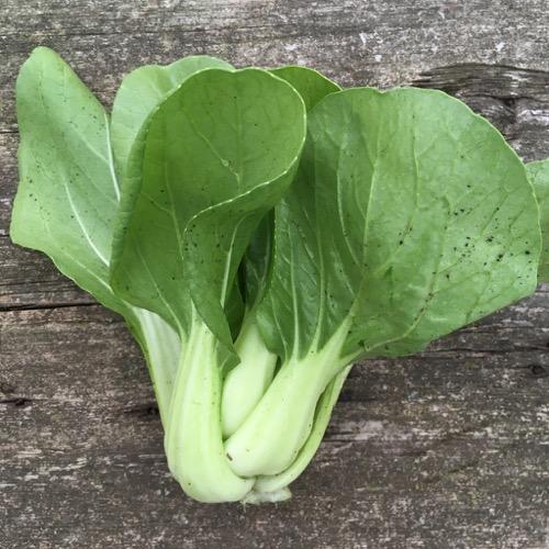 Bok Choy, Baby