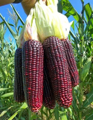 Corn - Purple Sticky
