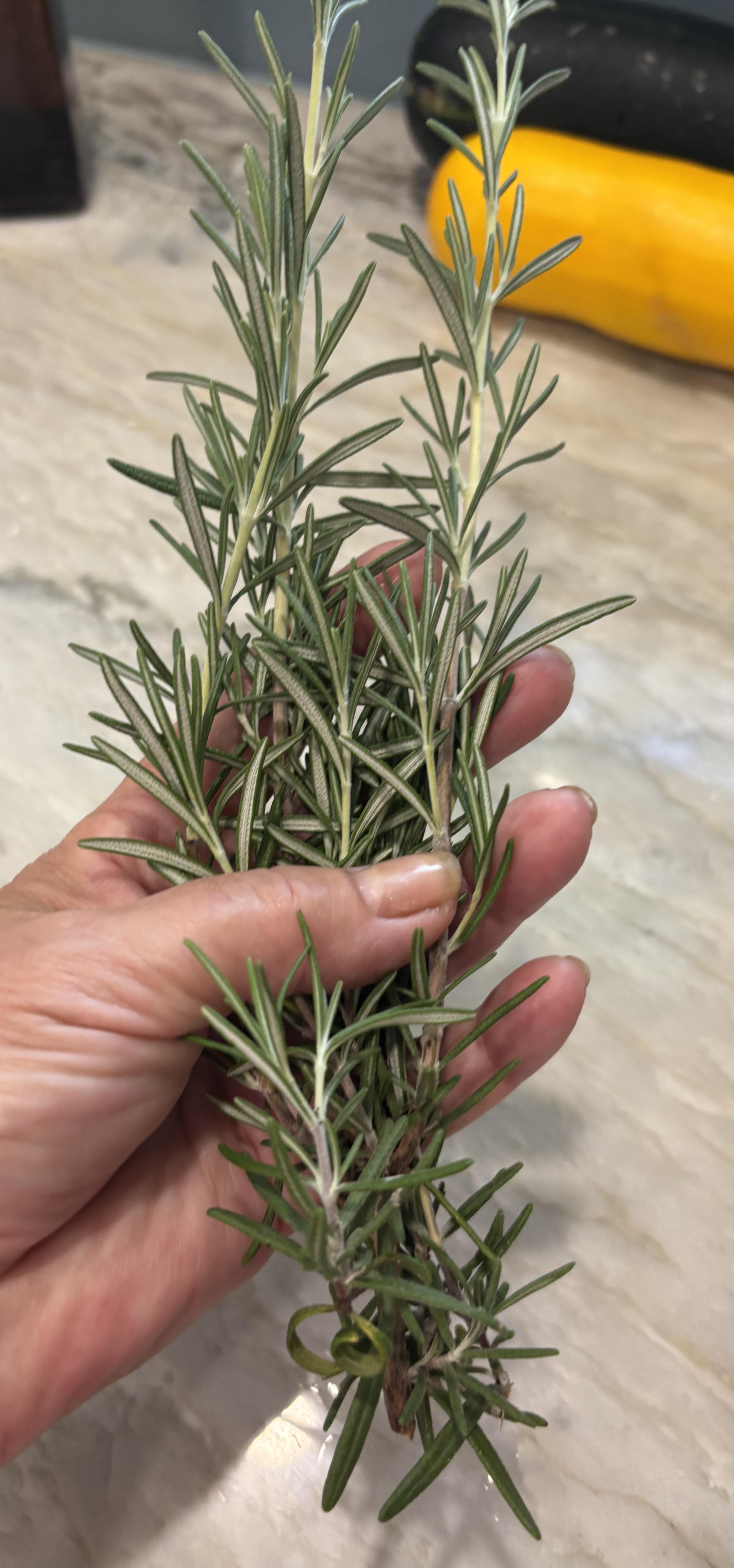 Certified Organic Rosemary